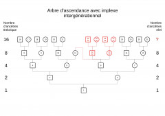 Ascendance avec implexe intergénérationnel